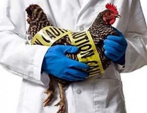 Птичий грипп найден у двухгодового мальчугана живущего в Египте
