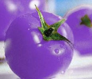 Одолеть рак посодействуют фиолетовые помидоры 