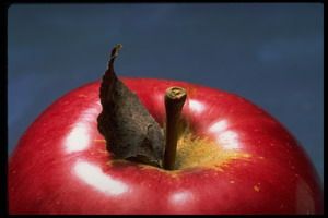 Суперполезный яблоковый уксус