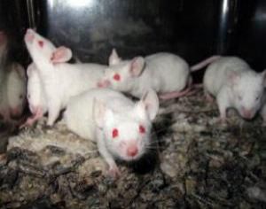 Без отцовских генов мыши живут подольше