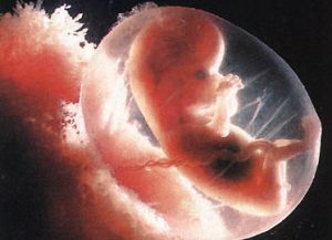 Биения сердца эмбриона содействуют возникновению клеток крови