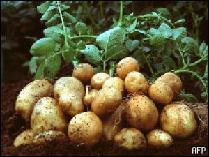 В Европе разрешили продавать трансгенный картофель