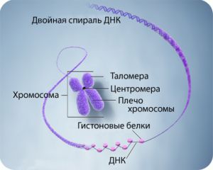 Обнаружены генетические мутации, отвечающие за раннее старение и появление рака