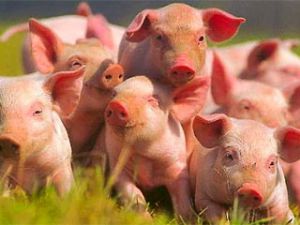 Мясо измененных "эко-свиней" будет разрешено