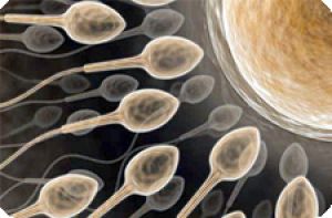 Биологи нашли у сперматозоидов способность узнавать друг дружку
