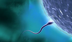 Дамский организм избирателен к сперме