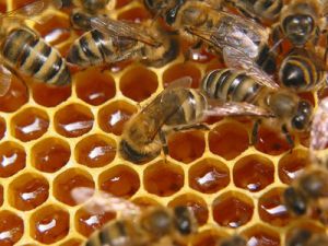 Фрукты и мед могут привести к развитию гипертонии и заболеваний почек