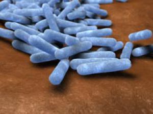 Ученые научились дрессировать бактерии