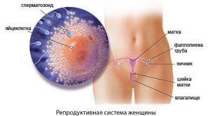 Фертильность: К 30 годам у женщин на 90% исчерпывается резерв яичников