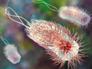 Специалисты говорят, что отыскали источник европейской эпидемии E.coli