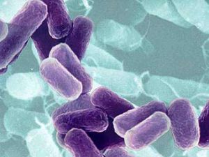 Европа может проиграть в борьбе с супербактериями