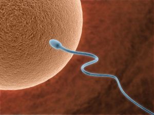 Почему датская сперма так популярна в Европе?