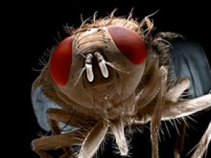 Домашние тараканы и мухи могут переносить убийственные бактерии