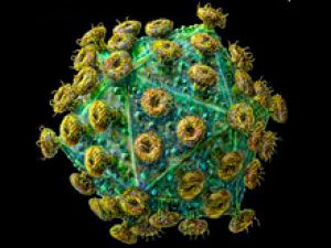Новенькая вакцина может перевести ВИЧ в разряд безопасных зараз