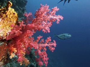 Кораллы подарят пилюли, защищающие от Ультрафиолетового излучения
