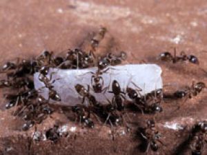 Население земли похоже на колонию муравьев