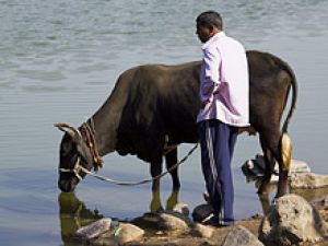 Индия - самое опасное место исходя из убеждений заболеваний, передающихся от животных