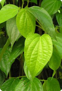 Растение кава обосновало свою эффективность в лечении тревожности