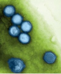 Ученые сообразили, как вирусам удается повторно заражать человека