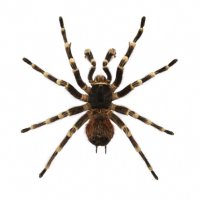 Биологи научились держать под контролем смертоносный яд паука