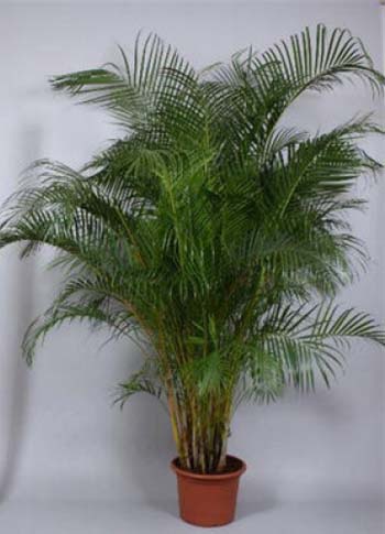 Арека, или бетельная пальма