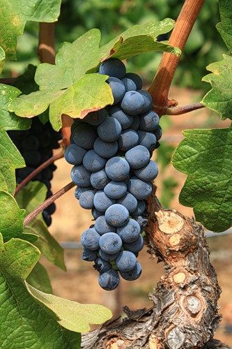 Виноград - полезные качества, калорийность