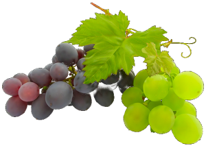 Виноград – полезность, вред, противопоказания