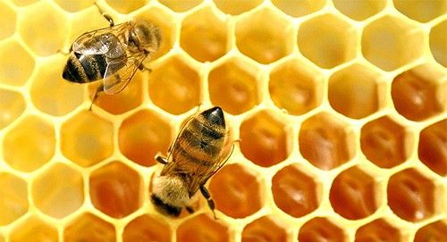 пчелиный воск для лечения ревматизма