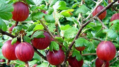 gooseberries