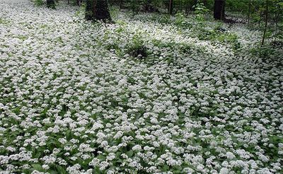 allium ursinum