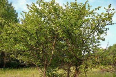 Malus sylvestris