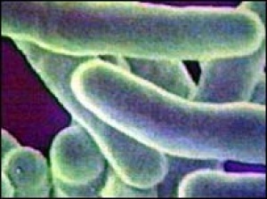 Кооперация — уникальное свойство бактерий